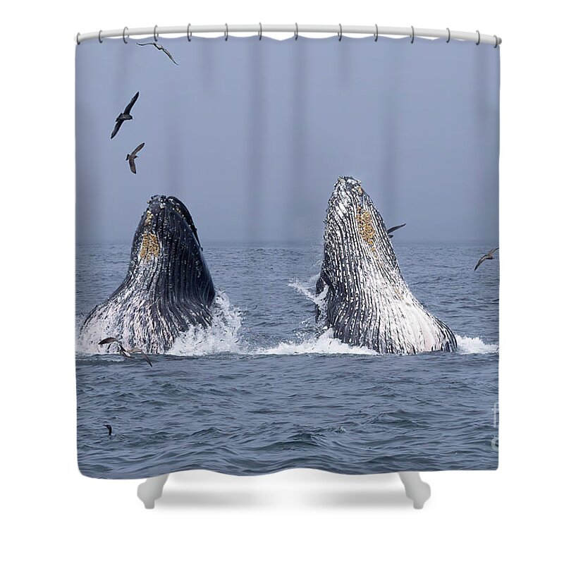  Shower Curtain featuring the photograph Humpback Double Lunge Feed by Loriannah Hespe