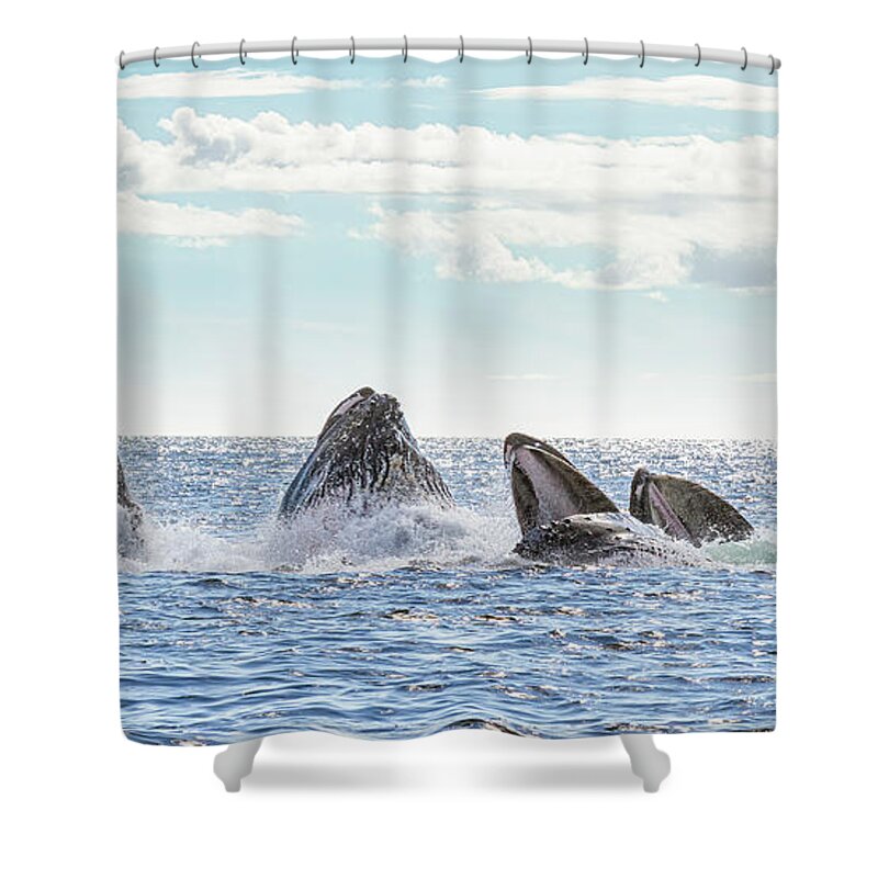 Whale Shower Curtain featuring the photograph Humpbacks in a Row by Michael Rauwolf