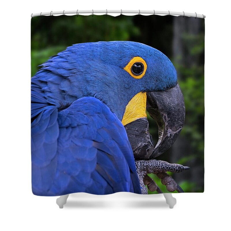 Hyacinth Macaw Shower Curtain featuring the photograph Hyacinth Macaw in Rainforest by Arterra Picture Library