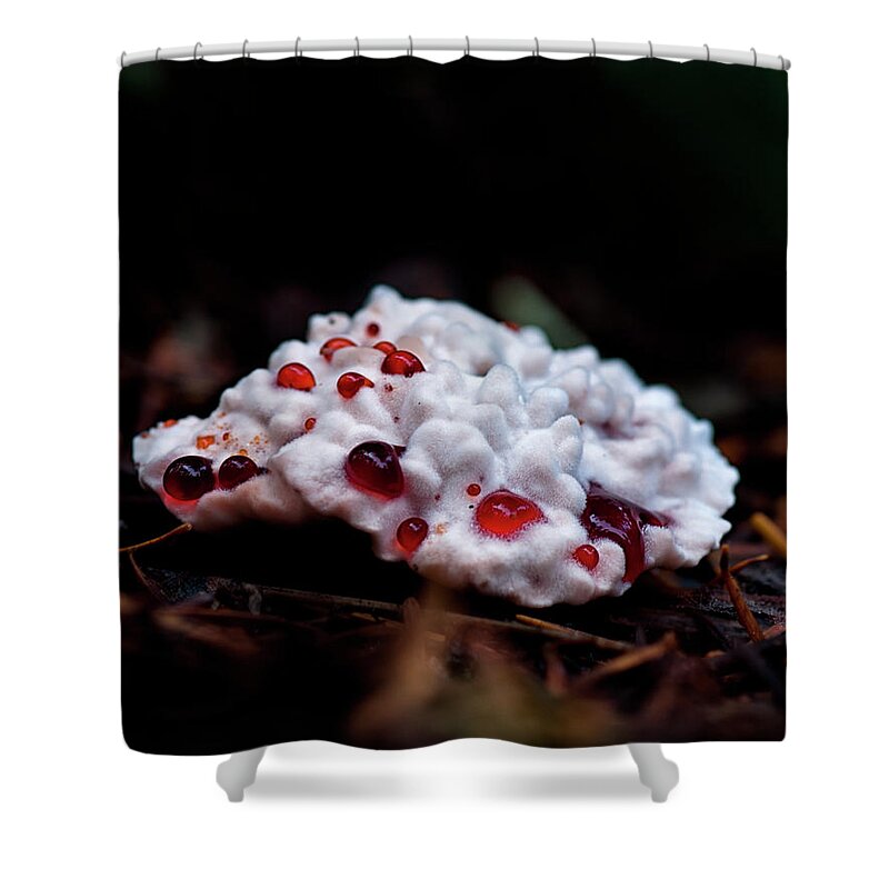 Betty Depee Shower Curtain featuring the photograph Hydnellum peckii by Betty Depee