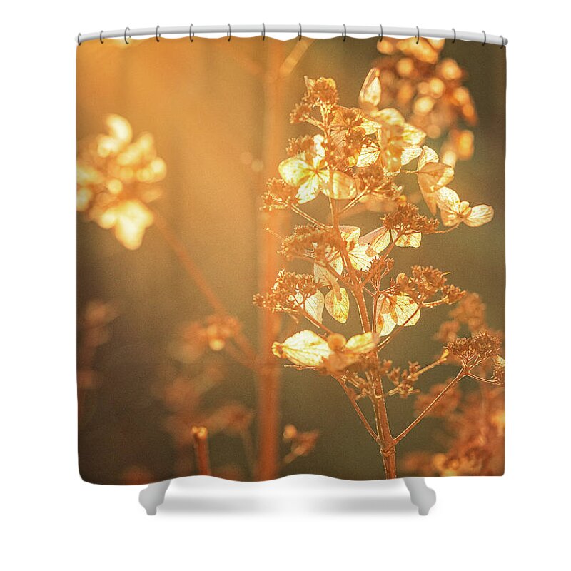 New Hampshire Shower Curtain featuring the photograph Hydrangea In Golden Light. by Jeff Sinon
