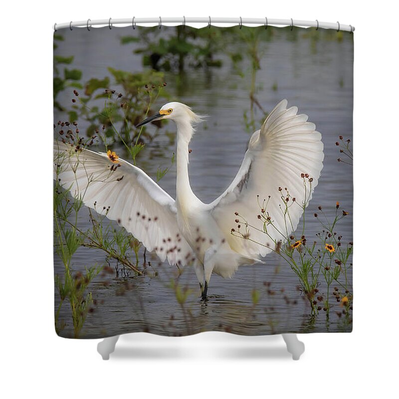 Wings Shower Curtain featuring the photograph I Am Fabulous by Pam Rendall