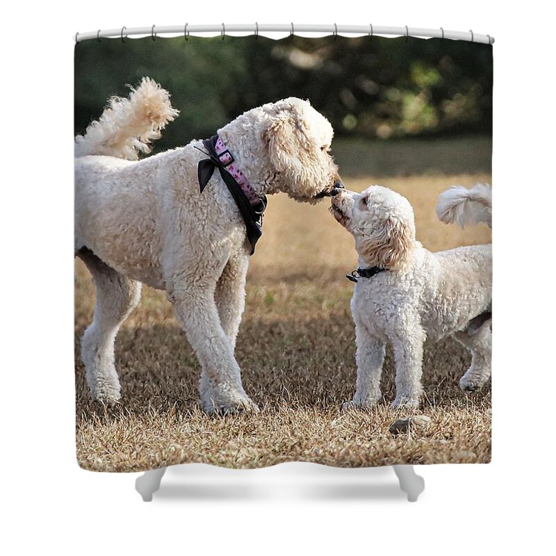 Dog Shower Curtain featuring the photograph I like you by John Linnemeyer