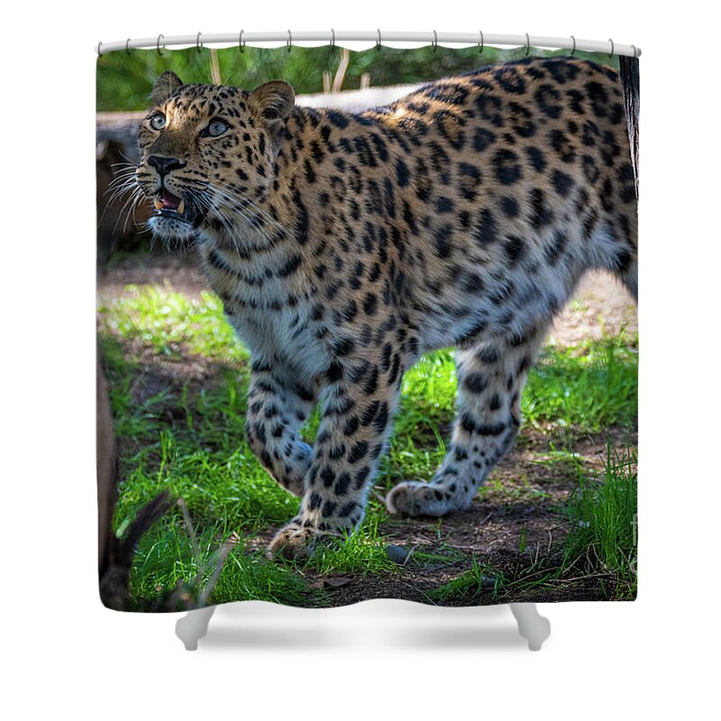 Cat Shower Curtain featuring the photograph I See Food by David Levin