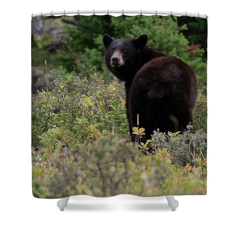 Closeup Of Bear In Glacier National Park; Wildlife In Montana; Montana's Wildlife Shower Curtain featuring the photograph I see you checking me out by Carolyn Hall