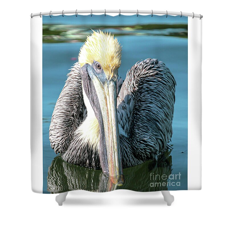 Brown Pelican Shower Curtain featuring the photograph I see you, says Brownie by Joanne Carey
