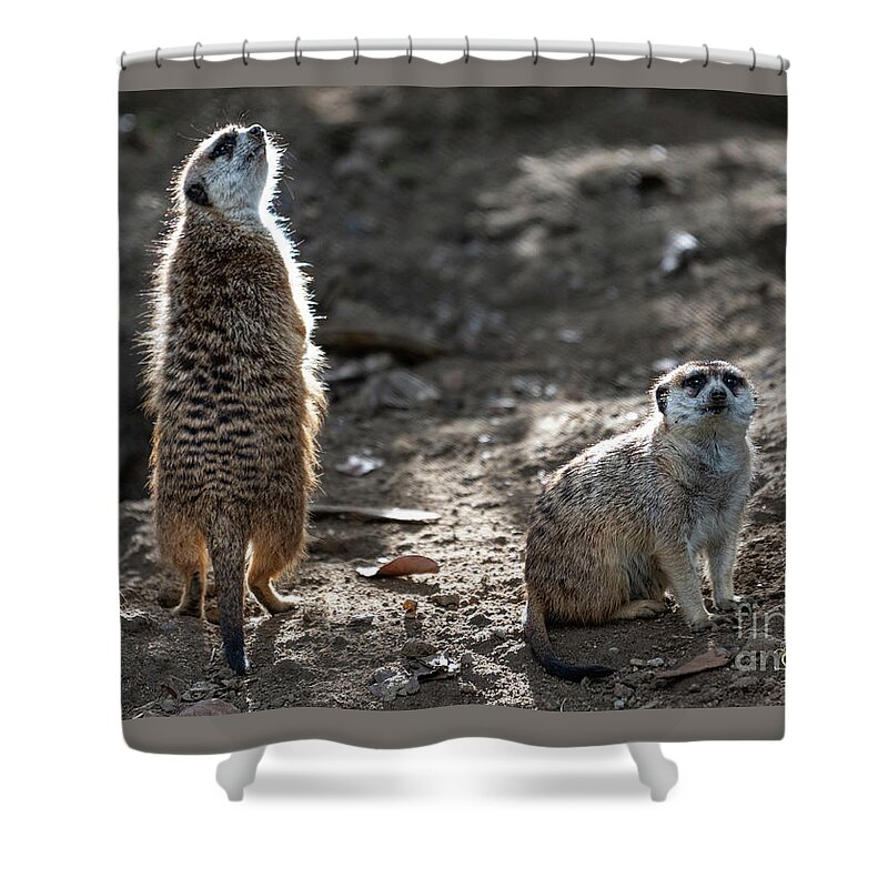 Brown Shower Curtain featuring the photograph I Smell Food by David Levin