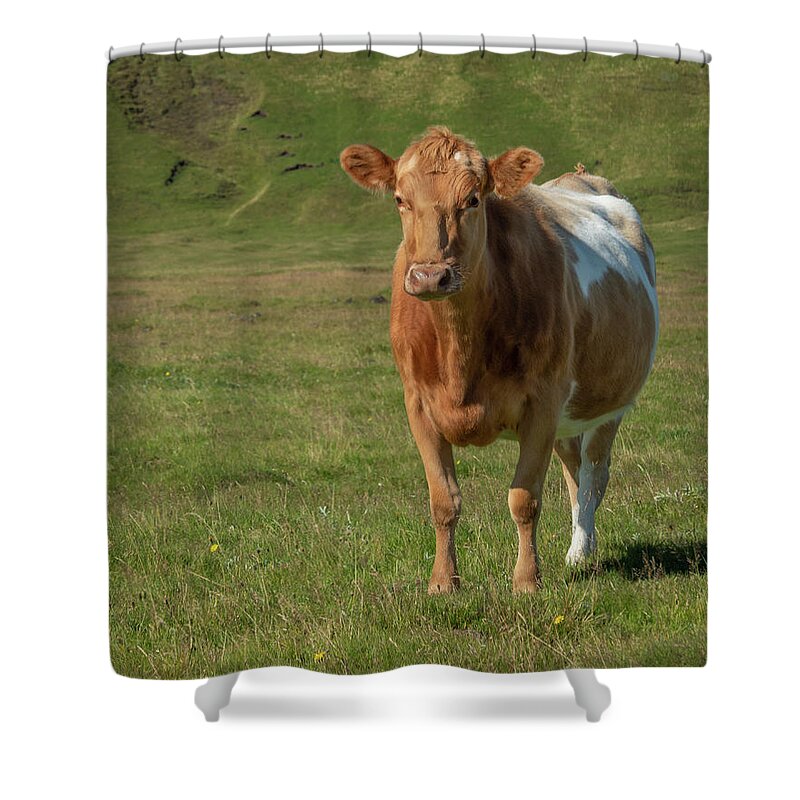 Animal Shower Curtain featuring the photograph Icelandic Cow in Green Pasture by Kristia Adams