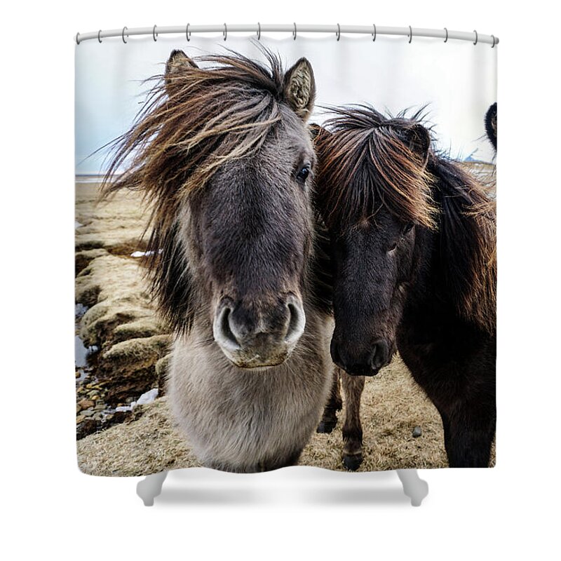 Iceland Shower Curtain featuring the photograph Icelandic Wild Horses. Iceland by Earth And Spirit