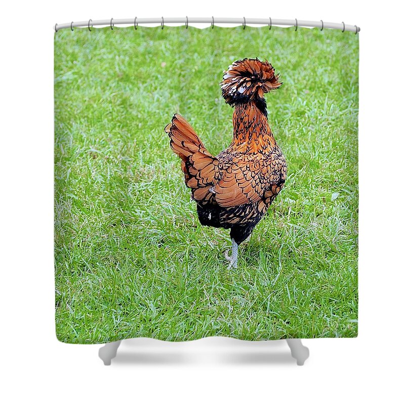 Chicken Shower Curtain featuring the photograph I'd Like To Stay But... by Alida M Haslett
