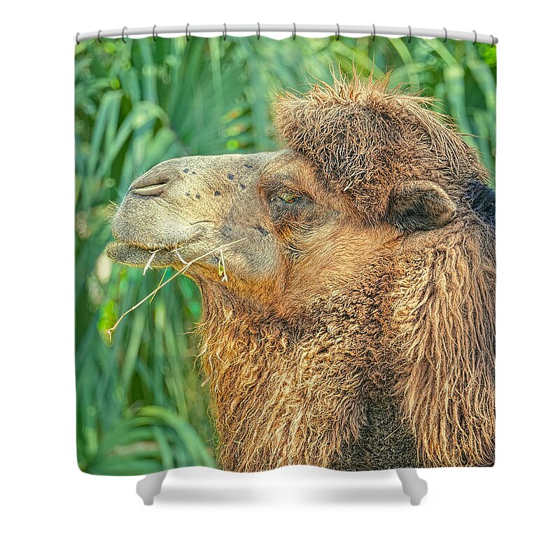 Bactrian Camels Shower Curtain featuring the photograph I'd Walk a Mile by Judy Kay