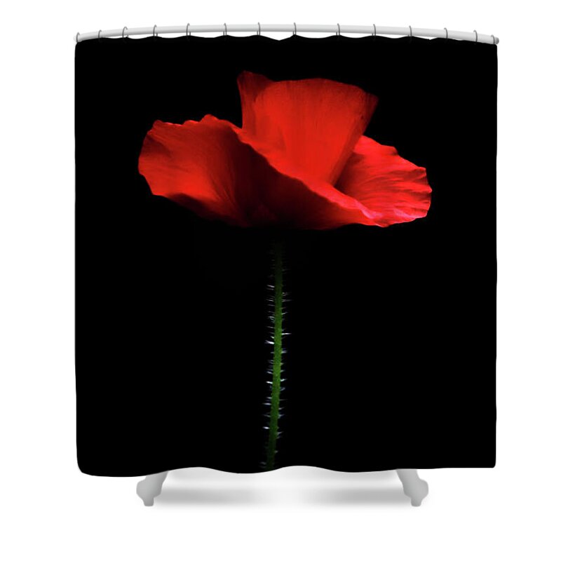 Nature Shower Curtain featuring the photograph Illuminated Poppy by Stephen Melia
