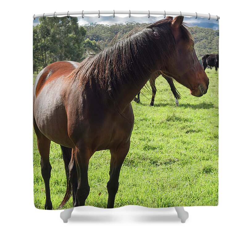 Animal Shower Curtain featuring the photograph I'm a Bit Shy by Elaine Teague
