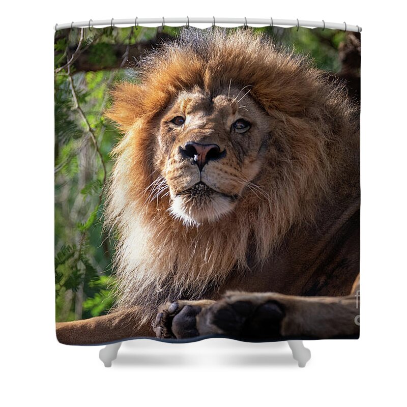David Levin Photography Shower Curtain featuring the photograph I'm Looking at You by David Levin