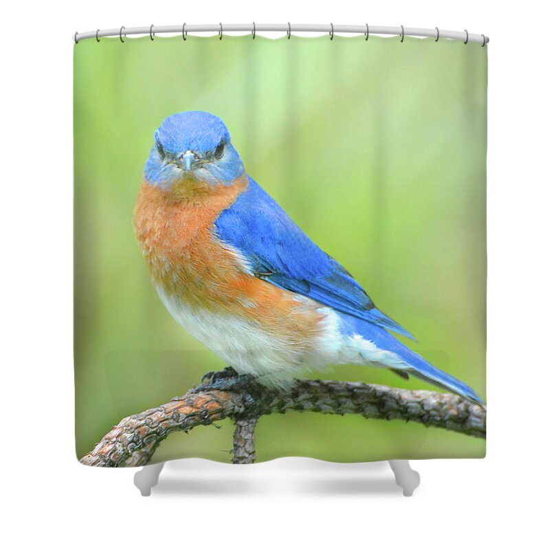 Bluebird Shower Curtain featuring the photograph I'm Prettier Than You by Jerry Griffin