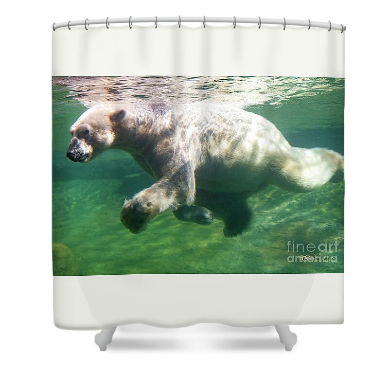 David Levin Photography Shower Curtain featuring the photograph I'm Swimming as Fast as I Can by David Levin