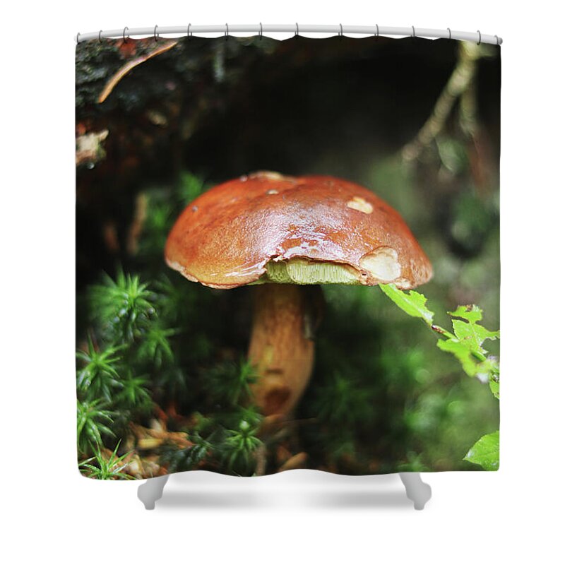 Autumn Shower Curtain featuring the photograph Imleria badia found her birthplace by Vaclav Sonnek