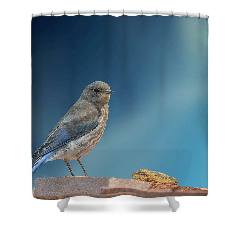 Bluebird Shower Curtain featuring the photograph Immature Bluebird with Blue Sky by Lowell Monke