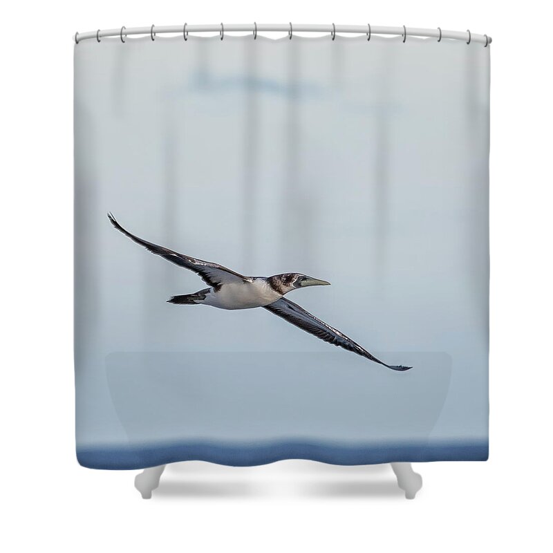 Masked Booby Shower Curtain featuring the photograph Immature Masked Booby, No. 1 Sq by Belinda Greb