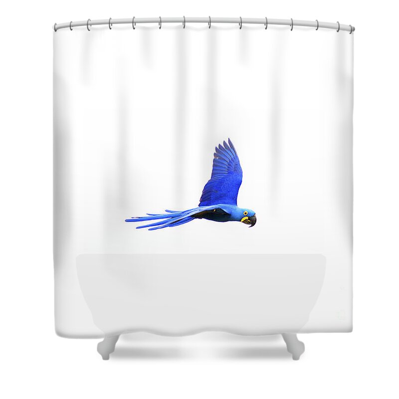 Hyacinth Shower Curtain featuring the photograph In flight 2of3 by Patrick Nowotny