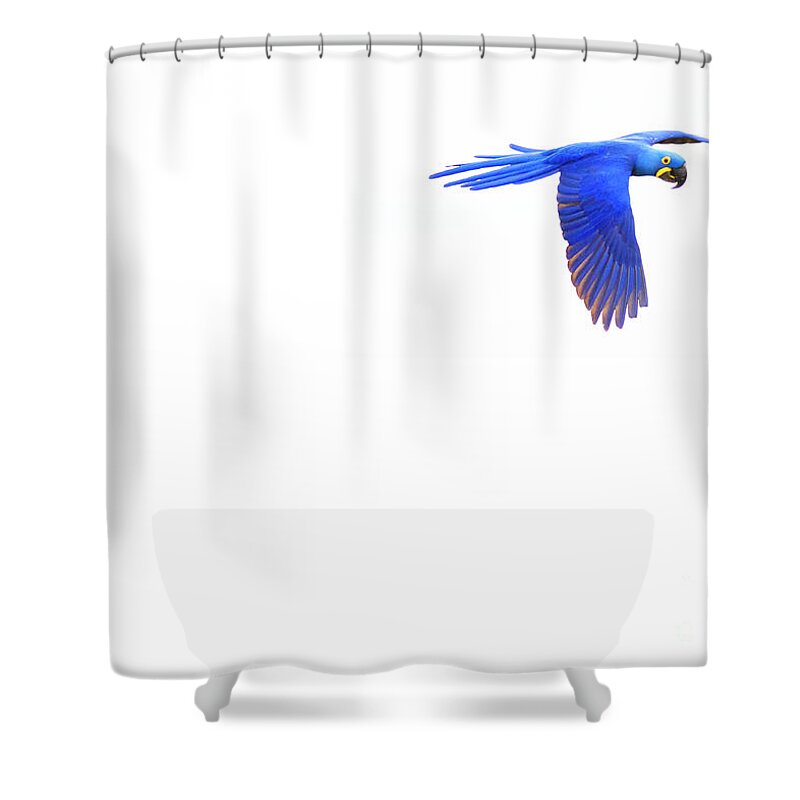 Hyacinth Shower Curtain featuring the photograph In flight 3of3 by Patrick Nowotny