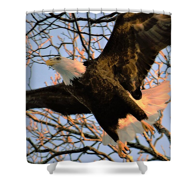 - In Flight - Bald Eagle Shower Curtain featuring the photograph - In Flight - Bald Eagle by THERESA Nye