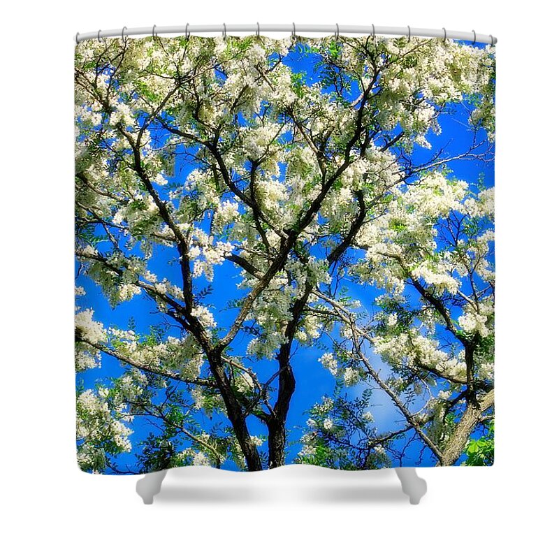 Black Locust Tree Shower Curtain featuring the photograph In Full Bloom by Mary Walchuck