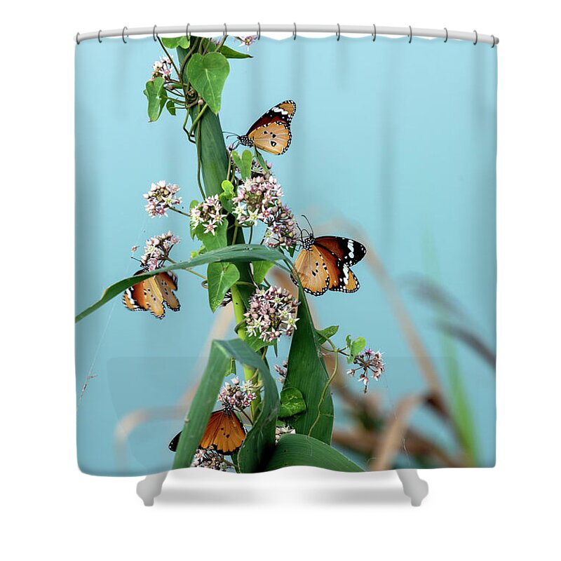 Danaus Chrysippus Shower Curtain featuring the photograph In search of the sweet by Arik Baltinester