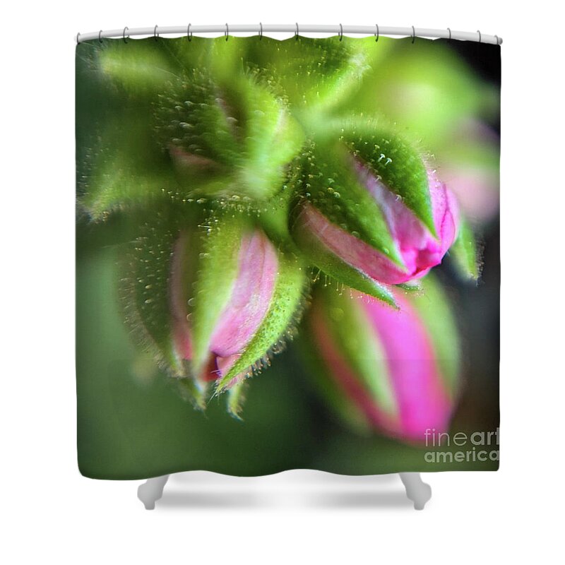 Macro Shower Curtain featuring the photograph In The Bud by Coral Stengel
