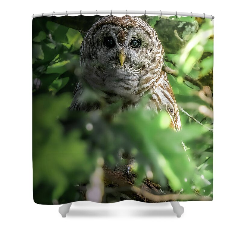 Barred Owl Shower Curtain featuring the photograph In The Dark by James Overesch
