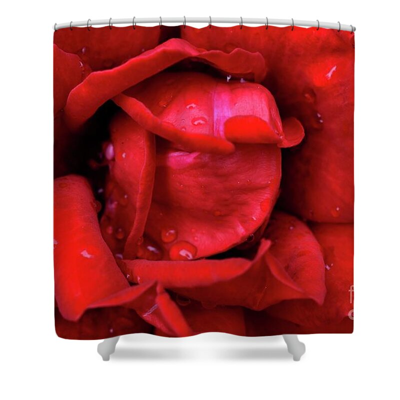 Nature Shower Curtain featuring the photograph In The Heart Of Rose Beauty 002 by Leonida Arte