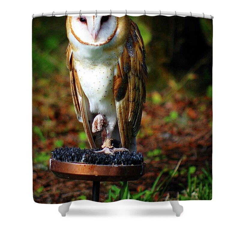 Owl Shower Curtain featuring the photograph In the Quiet by Stoney Lawrentz