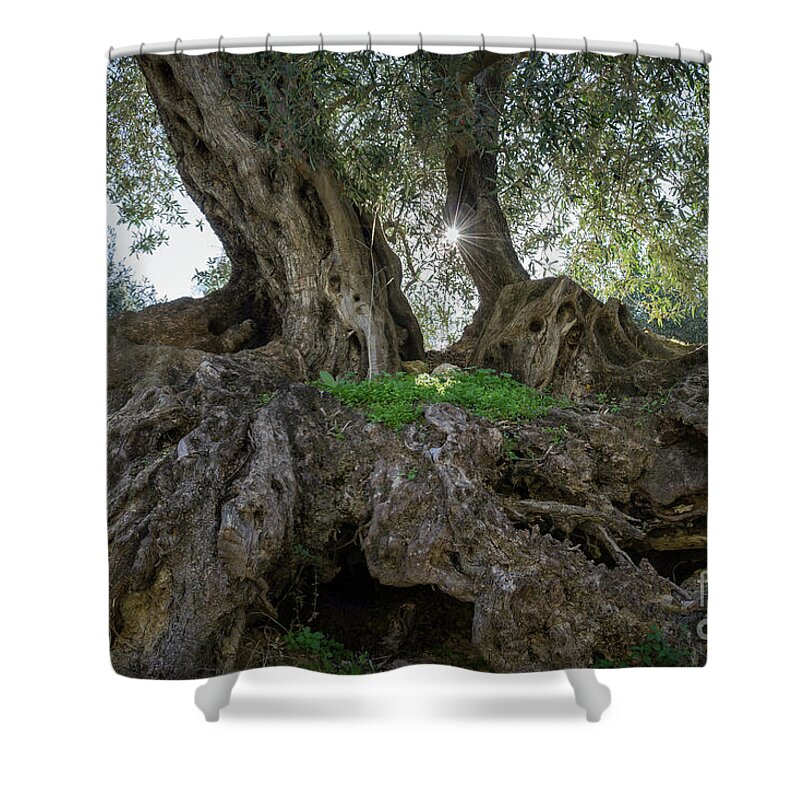 Olive Shower Curtain featuring the photograph In the shade of the olive tree by Adriana Mueller