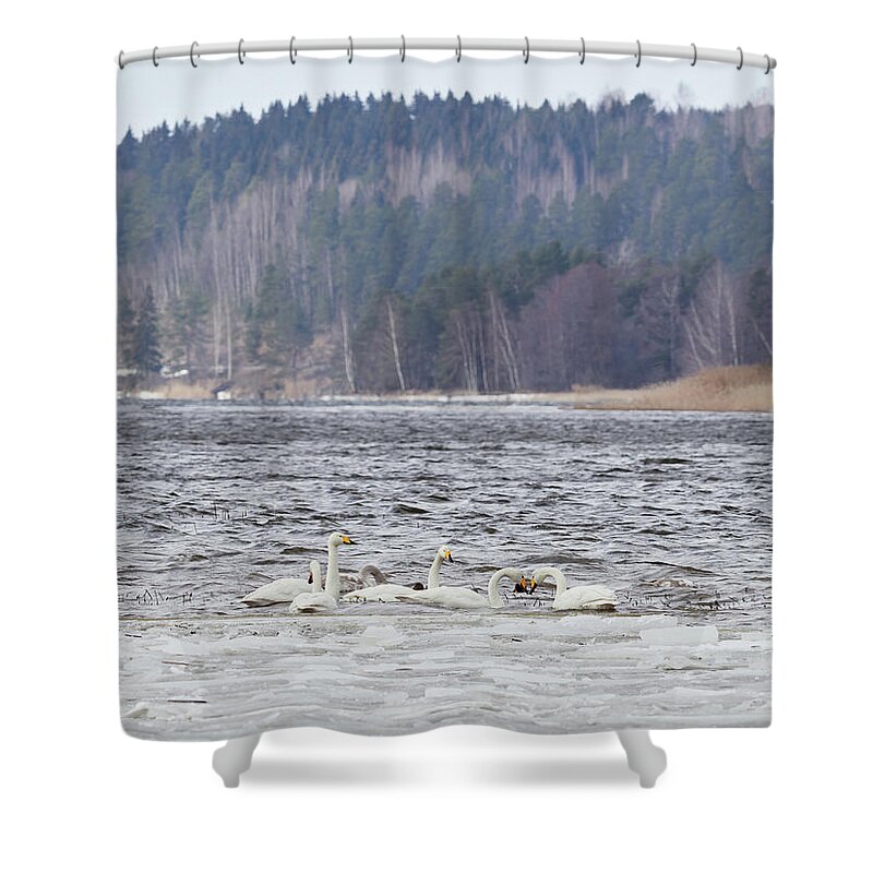 Cygnus Cygnus Shower Curtain featuring the photograph In the strong winds. Whooper swan by Jouko Lehto
