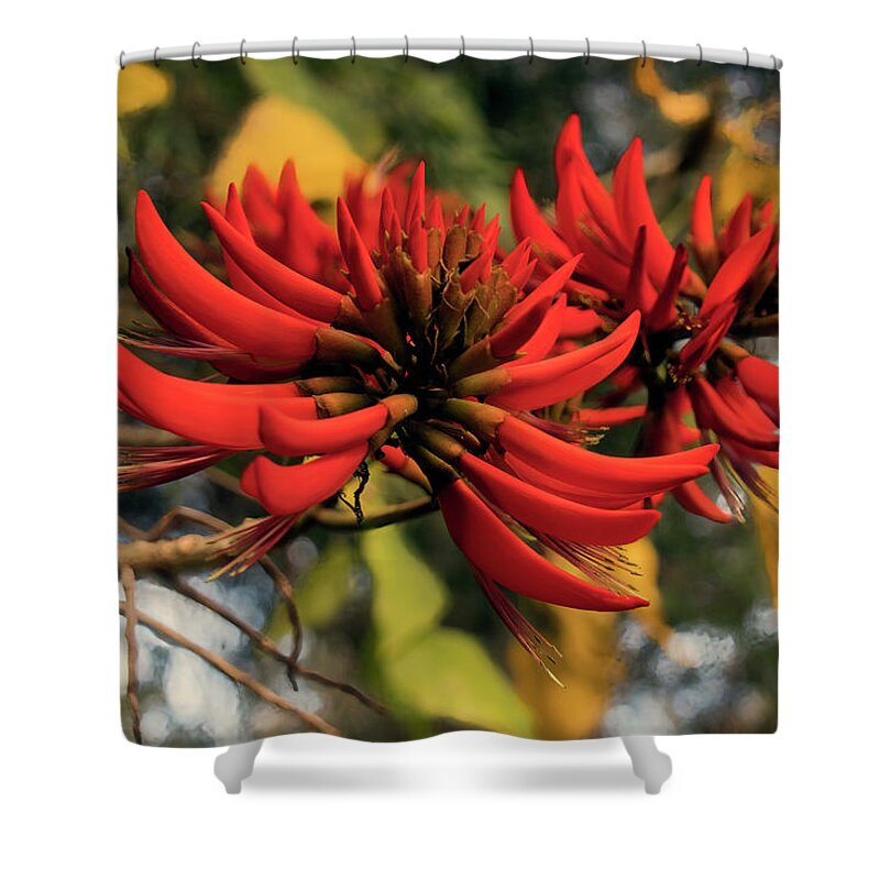 Flowers Shower Curtain featuring the photograph Indian Coral Tree - Erythrina variegata by Elaine Teague