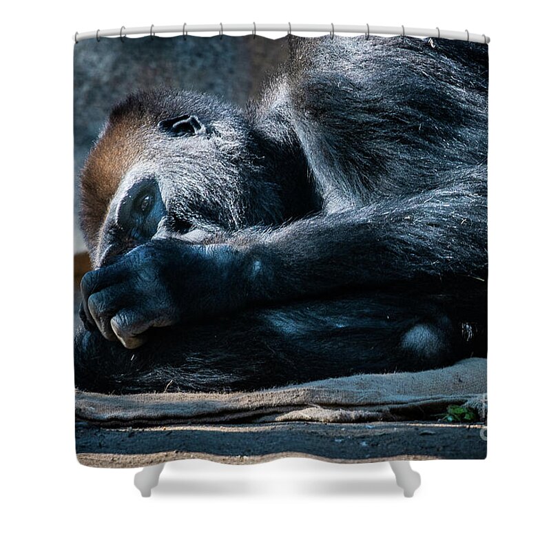 Animals Shower Curtain featuring the photograph Insomnia by David Levin