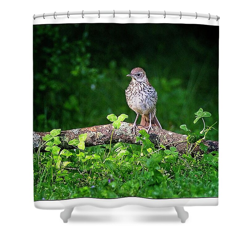 Juvenile Brown Thrasher Shower Curtain featuring the photograph Interesting World Out Here by John Benedict