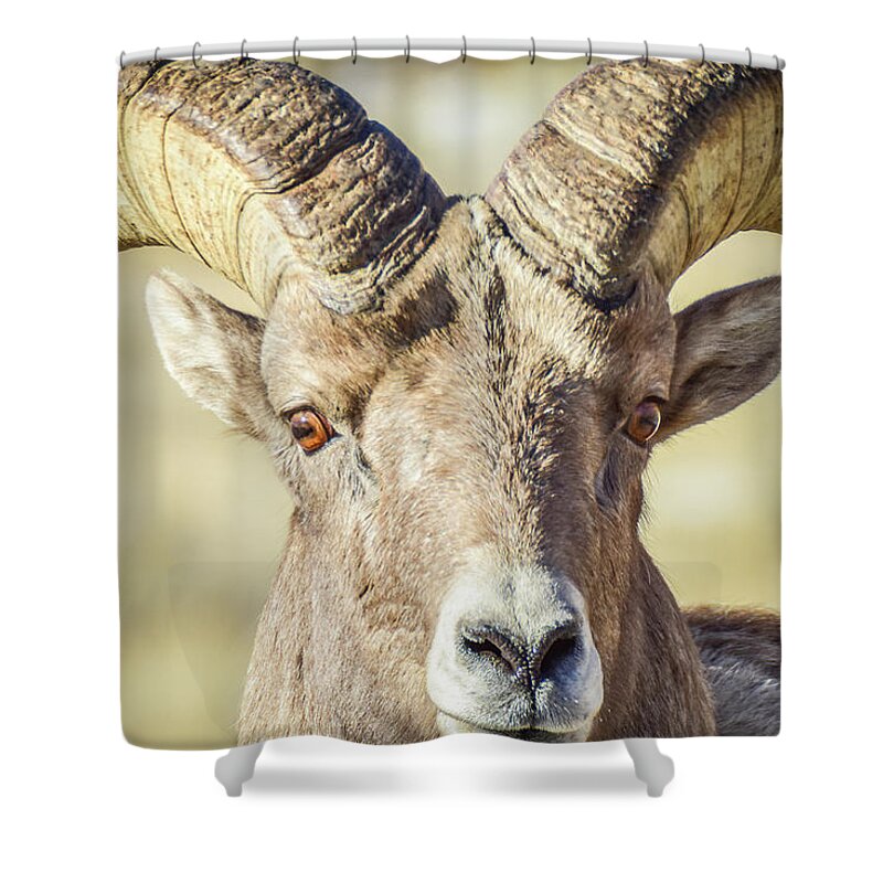 Sheep Shower Curtain featuring the photograph Intimidating Bighorn by Ed Stokes