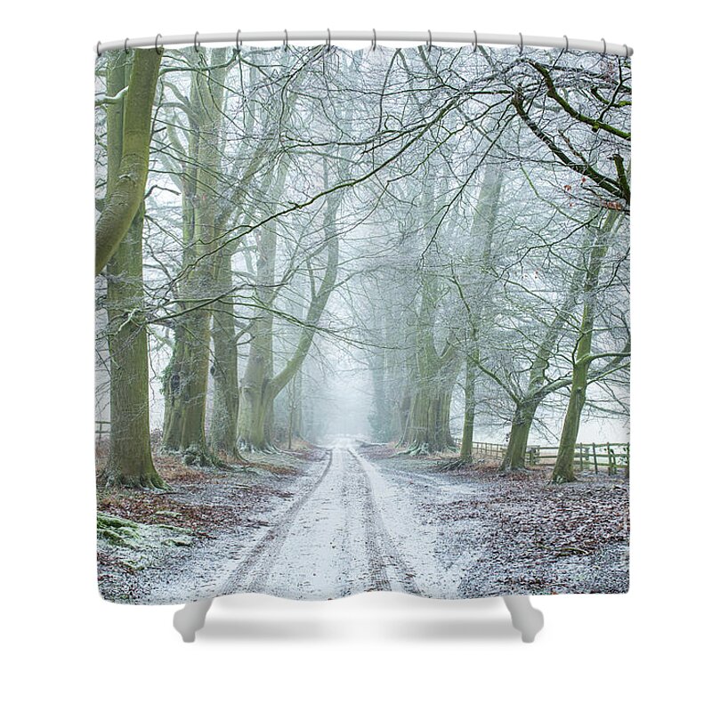 Beech Trees Shower Curtain featuring the photograph Into The Winter by Tim Gainey