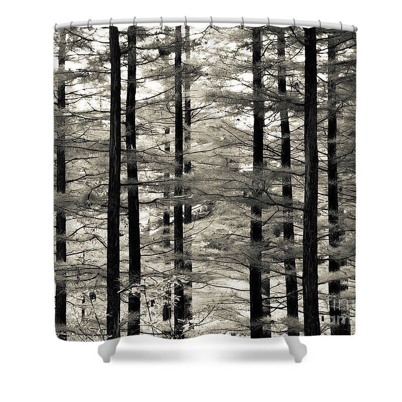 Monochrome Shower Curtain featuring the photograph Into The Woods by Ana V Ramirez