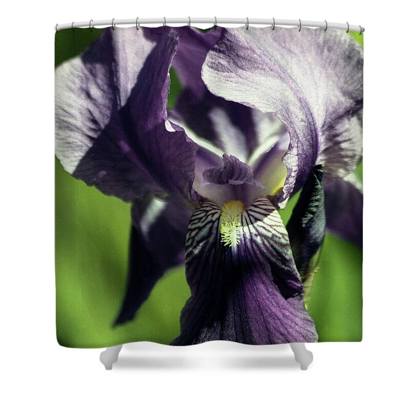 Arizona Shower Curtain featuring the photograph Into the World of the Iris by Kathy McClure