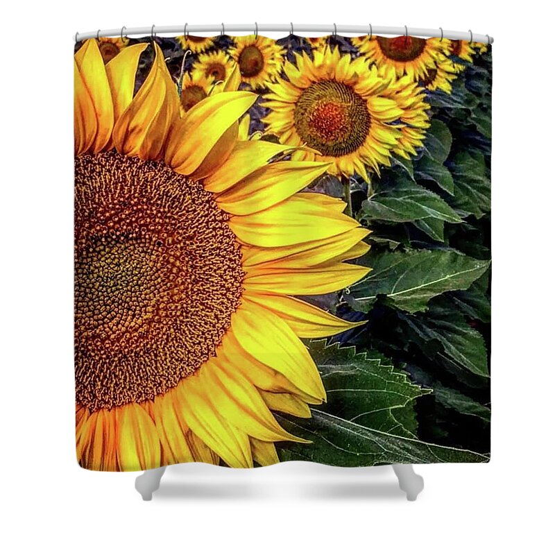 Iphonography Shower Curtain featuring the photograph Iphonography Sunflower 3 by Julie Powell