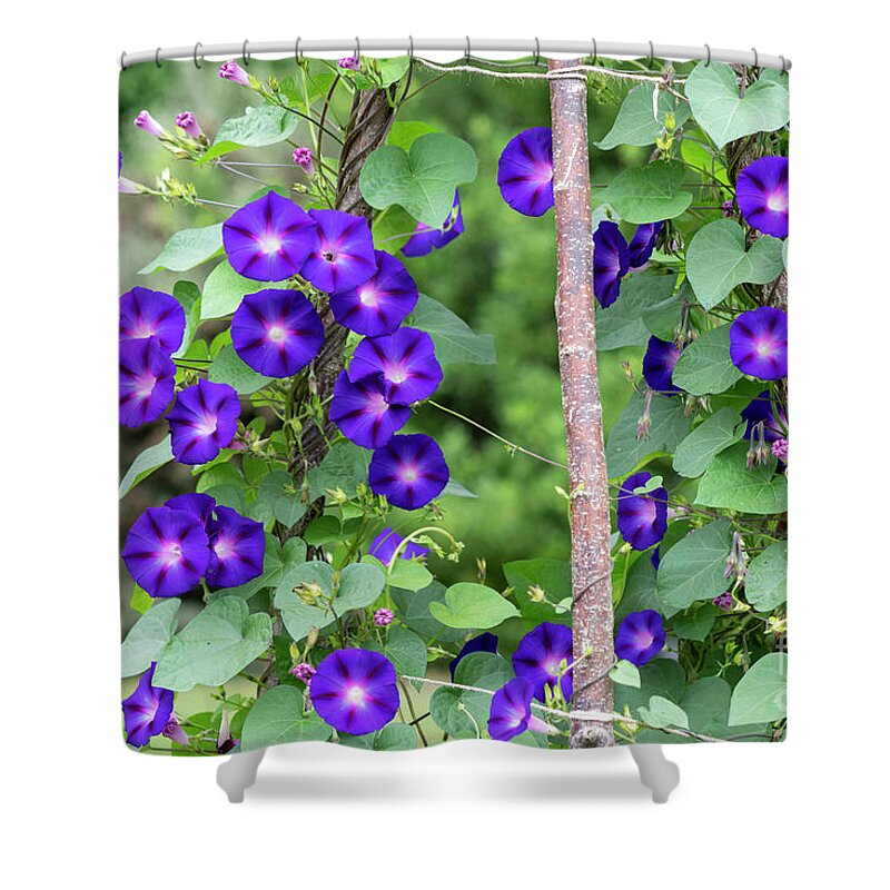 Ipomoea Shower Curtain featuring the photograph Ipomoea Purpurea Kniola's Black Flowers by Tim Gainey