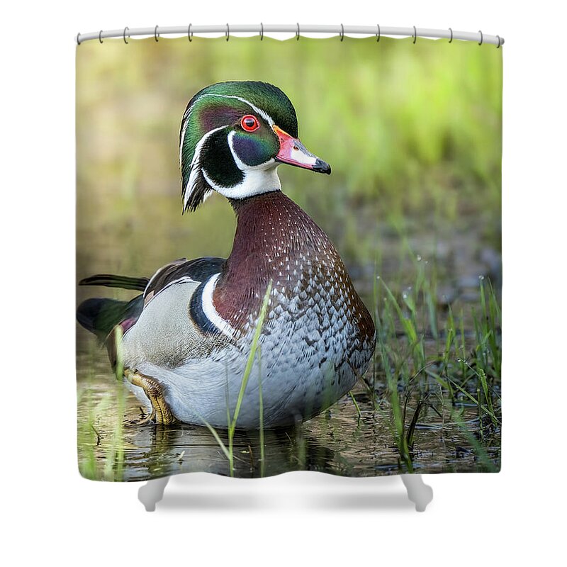 Duck Shower Curtain featuring the photograph Iridescent Feathers by James Overesch