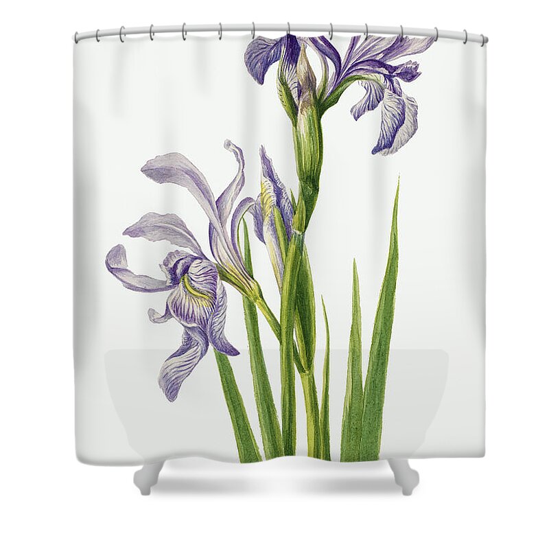 Western Blue Flag Shower Curtain featuring the painting Iris Flower By Mary Vaux Walcott by World Art Collective