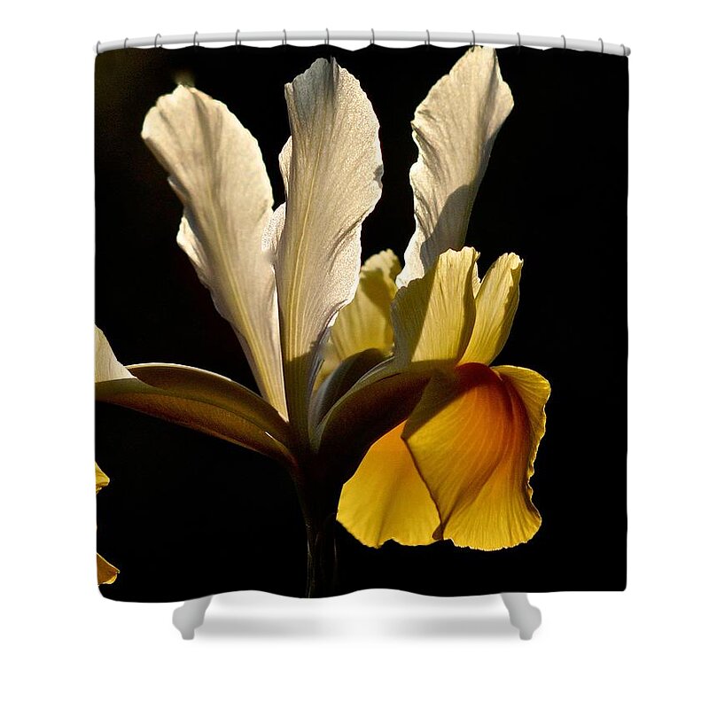 Iris Shower Curtain featuring the photograph Iris Hollandica No. 3 by Richard Cummings