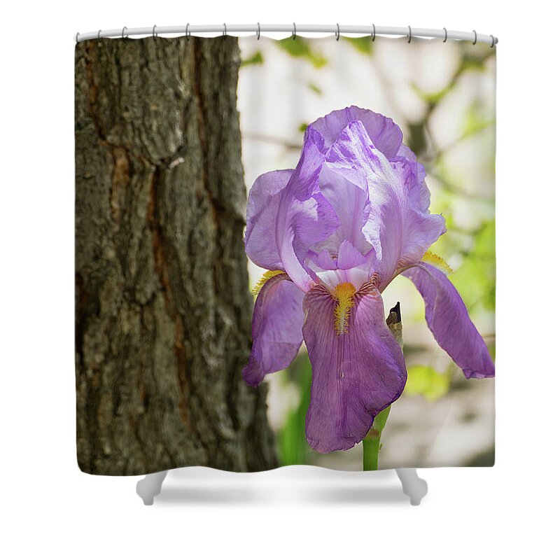 Flora Shower Curtain featuring the photograph Iris by Segura Shaw Photography