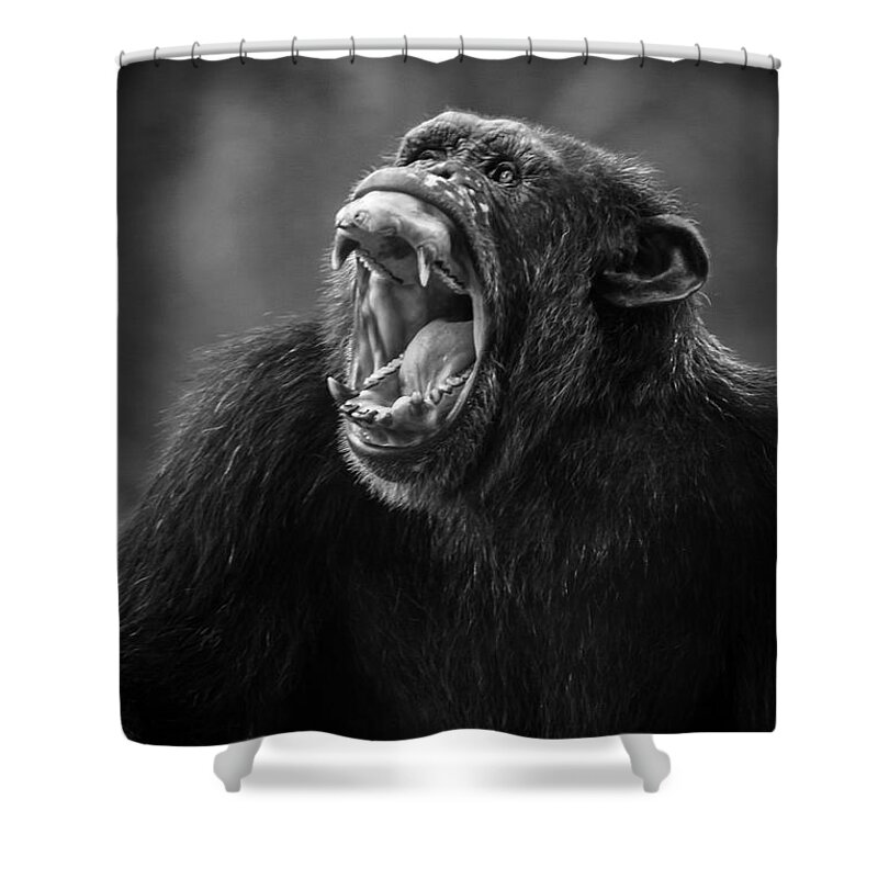 Chimp Shower Curtain featuring the photograph Is Anyone Listening by Bill Cubitt