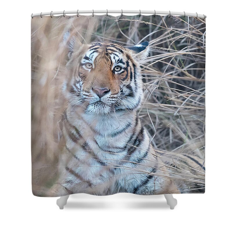 Tiger Shower Curtain featuring the photograph It is OK to come a little bit closer - Tigress by Puttaswamy Ravishankar