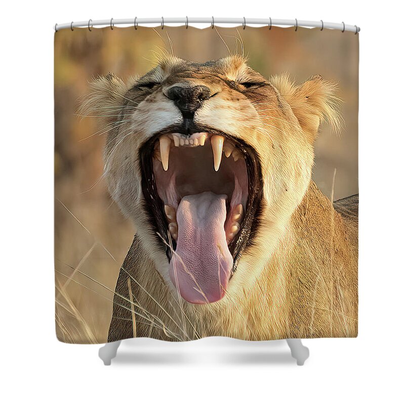 Strahl Shower Curtain featuring the photograph Its Been a Long Day - Close Up by Cheryl Strahl